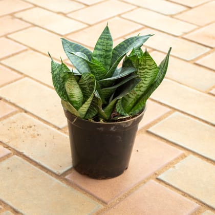 Buy Snake Green in 4 Inch Nursery Pot Online | Urvann.com