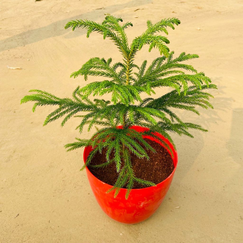 Araucaria / Christmas Tree (~ 1 Ft) in 6 Inch Red Premium Orchid Round Plastic Pot