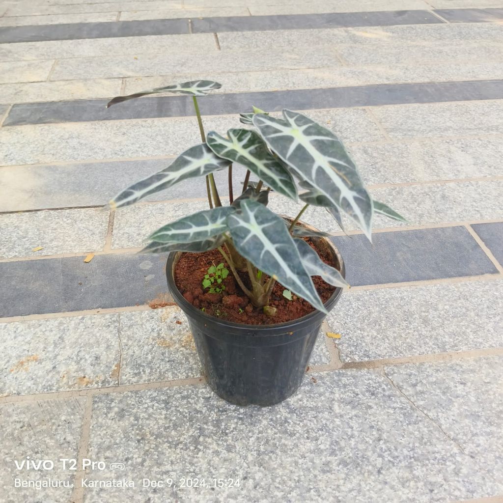 Alocasia Bambino in 5 Inch Nursery Pot