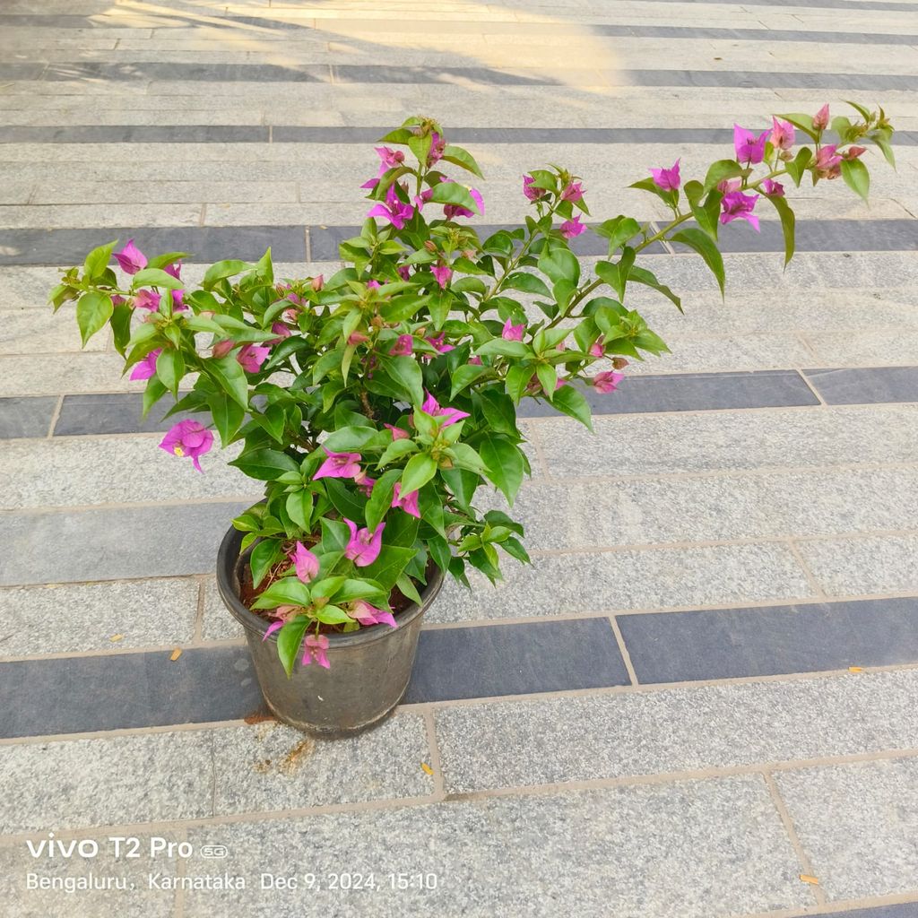 Bougainvillea (Any Colour) in 8 Inch Nursery Pot