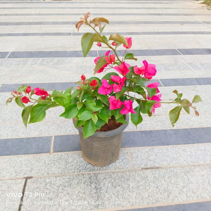 Buy Bougainvillea Pink in 8 Inch Nursery Pot Online | Urvann.com