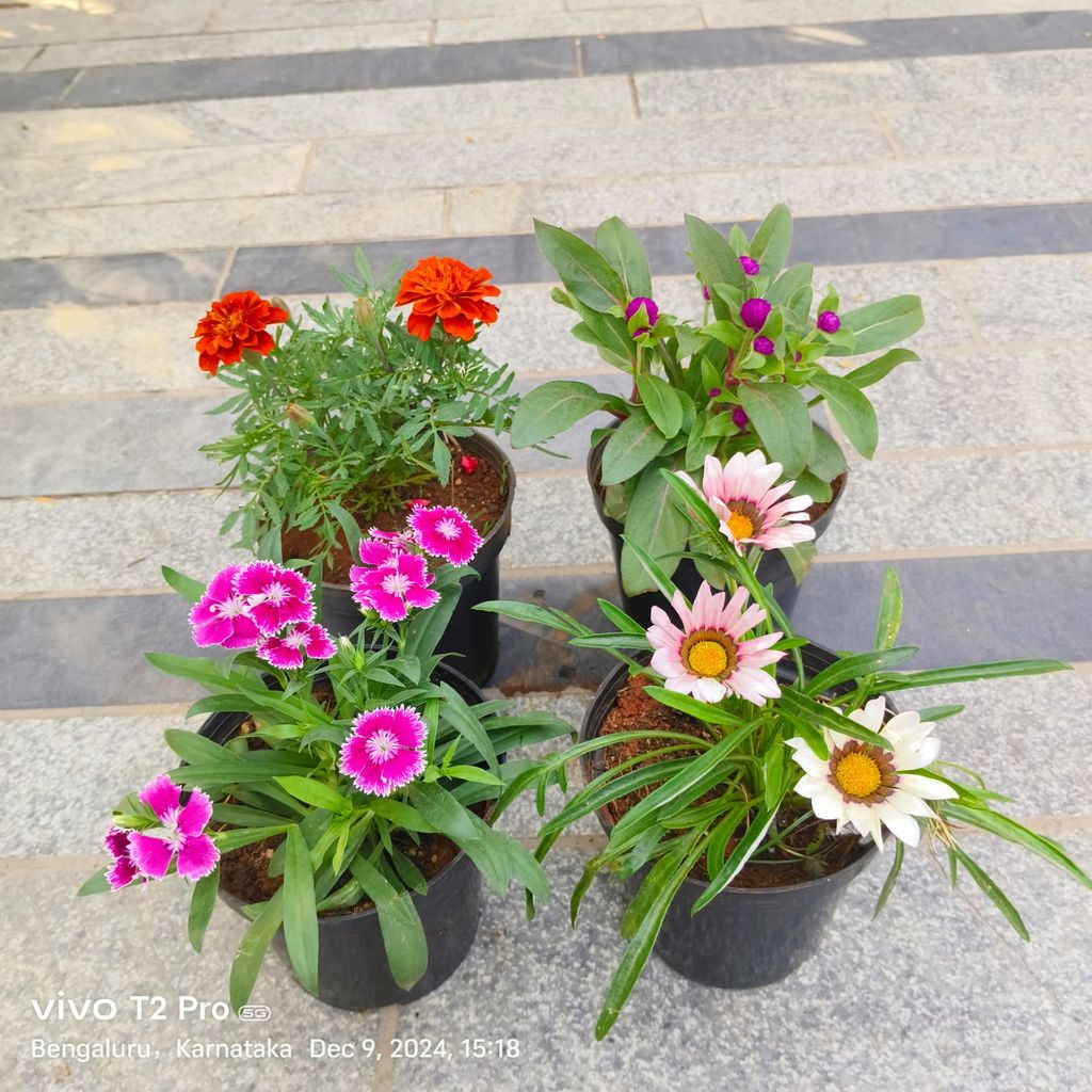 Set Of 4 - Marigold / Genda, Dianthus, Gazania & Gomphrena (Any Colour) in 4 Inch Nursery Pot