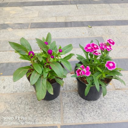 Buy Set Of 2 - Dianthus & Gomphrena (Any Colour) in 4 Inch Nursery Pot Online | Urvann.com