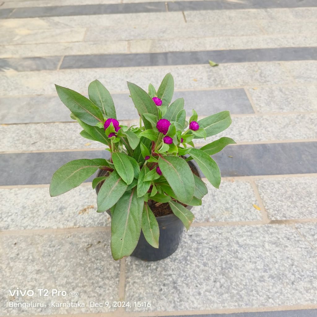 Gomphrena (Any Colour) in 7 Inch Nursery Pot