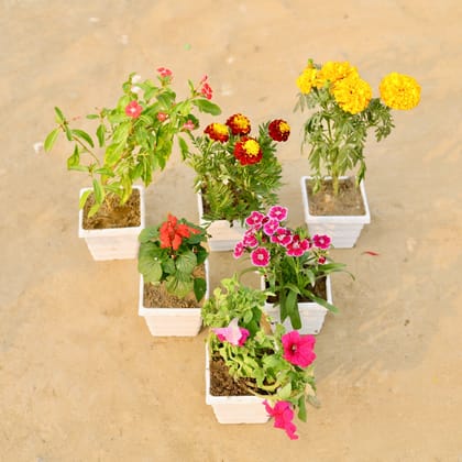 Winter Flower Decor Steal - Set of 6 - Periwinkle / Vinca / Sadabahar, Marigold Jafri, Marigold / Genda, Salvia, Dianthus & Petunia (any colour) in 4 Inch White Marble Premium Orchid Square Plastic Pot