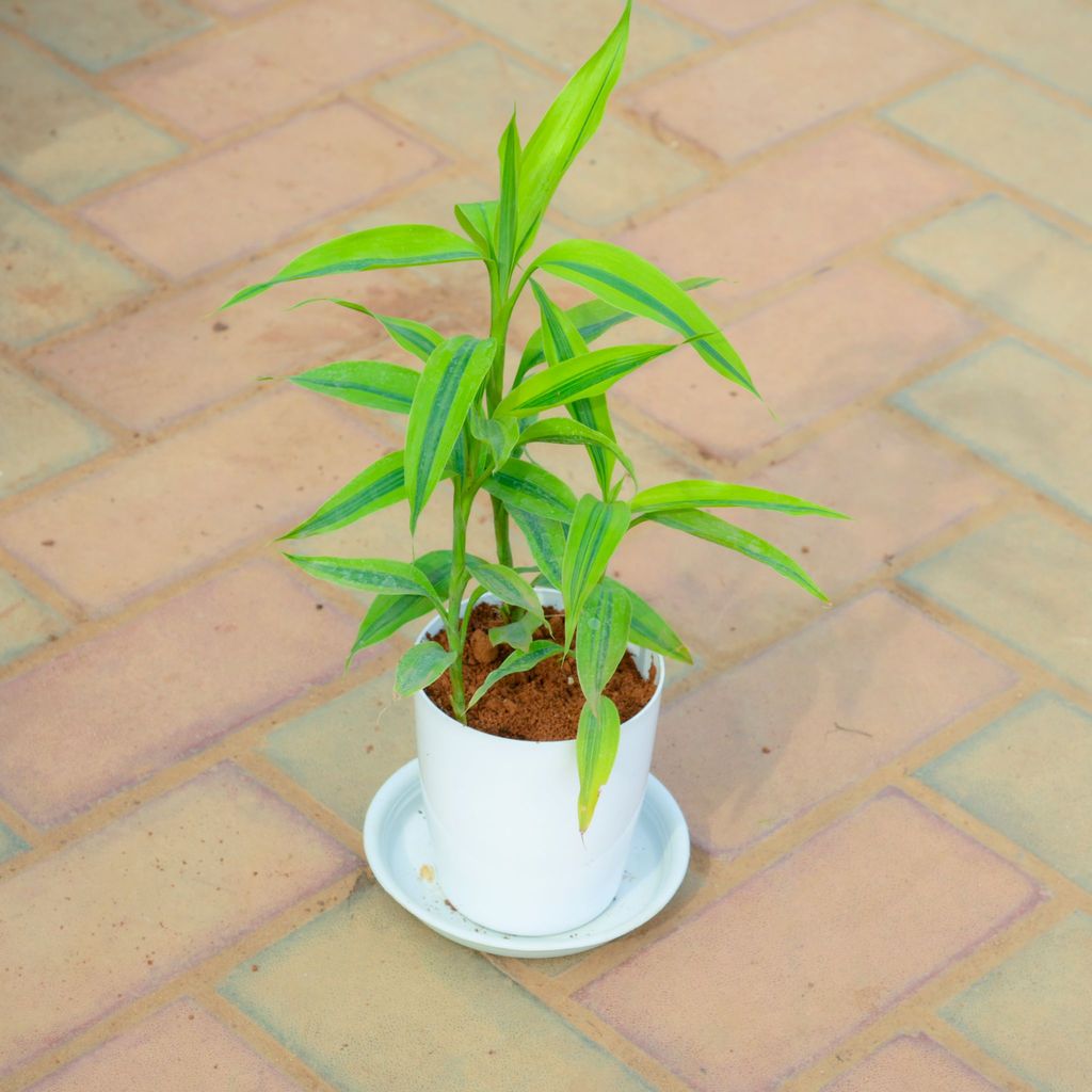 Soil Bamboo in 5 Inch White Premium Sphere Plastic Pot with Tray