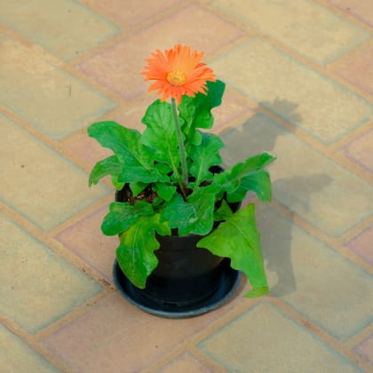 Buy Gerbera Orange in 5 Inch Nursery Pot With Tray Online | Urvann.com