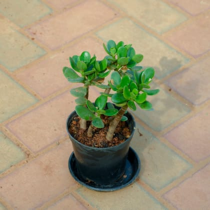 Buy Crassula Bonsai in 5 Inch Nursery Pot With Tray Online | Urvann.com