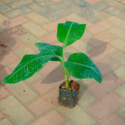 Buy Banana / Kela Plant� in 4 Inch Nursery Bag Online | Urvann.com