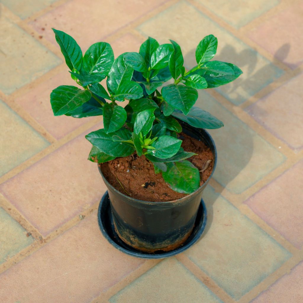 Gardenia / Gandhraaj (Any Colour) in 5 Inch Nursery Pot With Tray