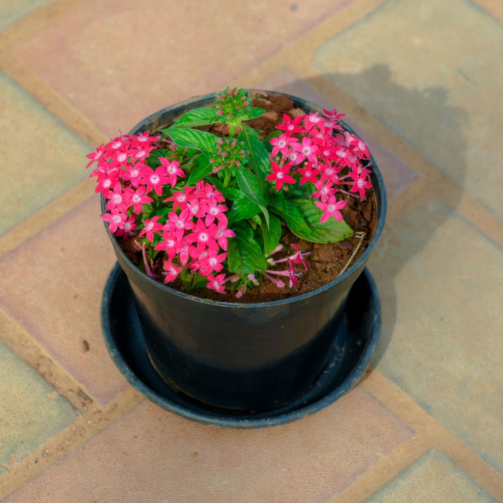 Pentas Pink in 5 Inch Nursery Pot With Tray