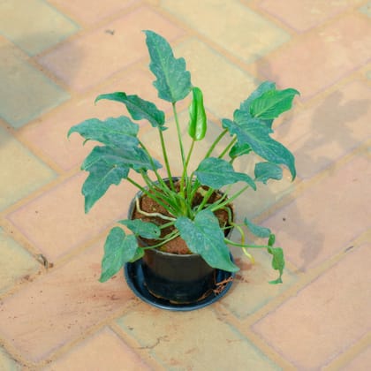 Buy Xanadu Green in 5 Inch Nursery Pot With Tray Online | Urvann.com