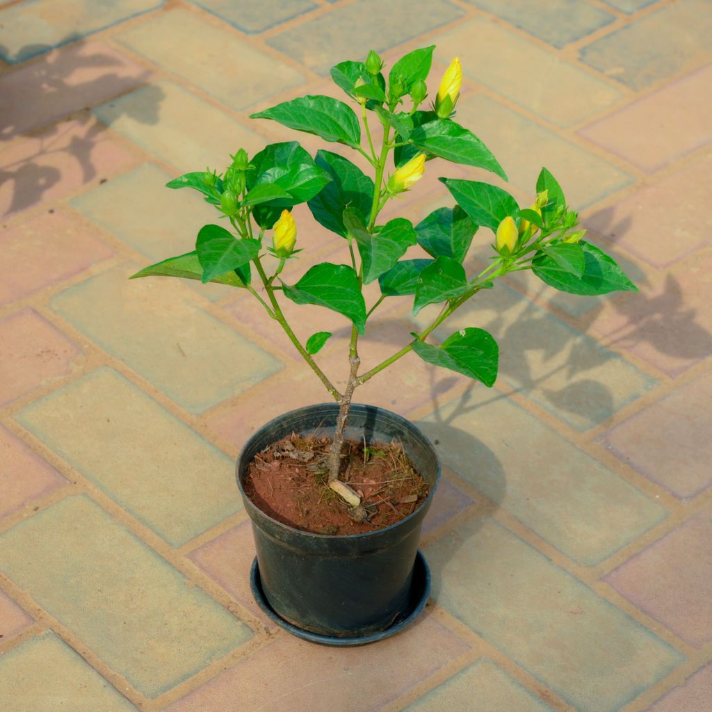 Hibiscus / Gudhal Yellow in 5 Inch Nursery Pot With Tray