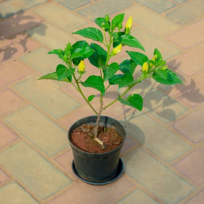 Buy Hibiscus / Gudhal Yellow in 5 Inch Nursery Pot With Tray Online | Urvann.com