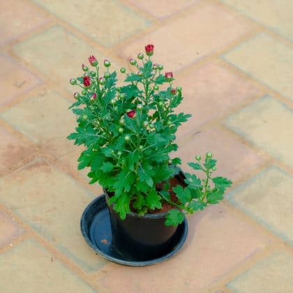 Buy Chrysanthemum / Guldawari / Guldaudi�Red in 4 Inch Nursery Pot With Tray Online | Urvann.com