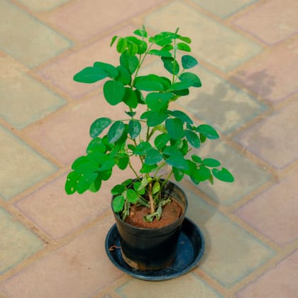 Buy Aparajita / Asian Pigeonwings (Any Colour)� in 4 Inch Nursery Pot With Tray Online | Urvann.com