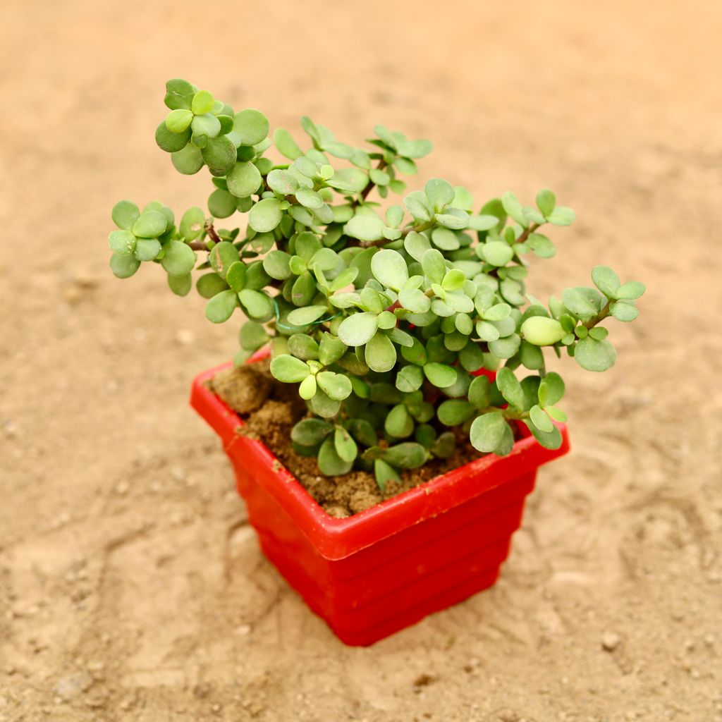 Free Gift - Jade in 4 Inch Red Premium Orchid Square Plastic Pot - Flash Sale