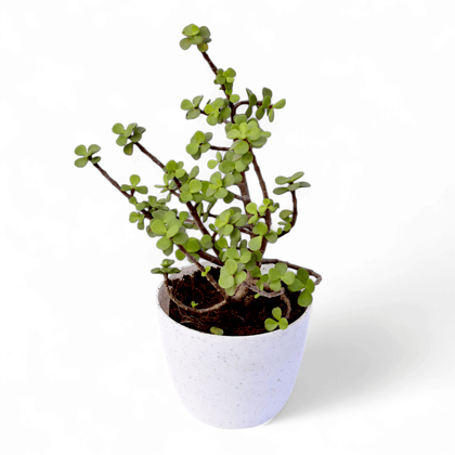 Free Gift - Jade in 4 Inch White Premium Orchid Round Plastic Pot - Flash Sale