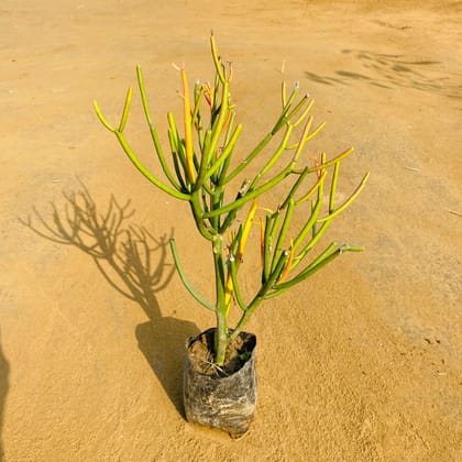 Pencil Cactus in 4 Inch Nursery Bag