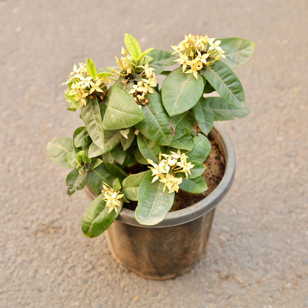 Ixora Dwarf (Any Colour) in 8 Inch Nursery Pot