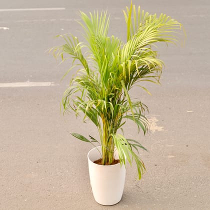 Buy Areca Palm Bushy (~ 4 Ft) in 14 Inch Classy White Tower Pot Online | Urvann.com