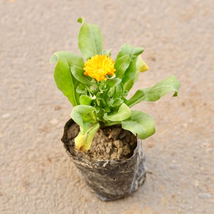 Buy Calendula (Any Colour) in 5 Inch Nursery Bag Online | Urvann.com