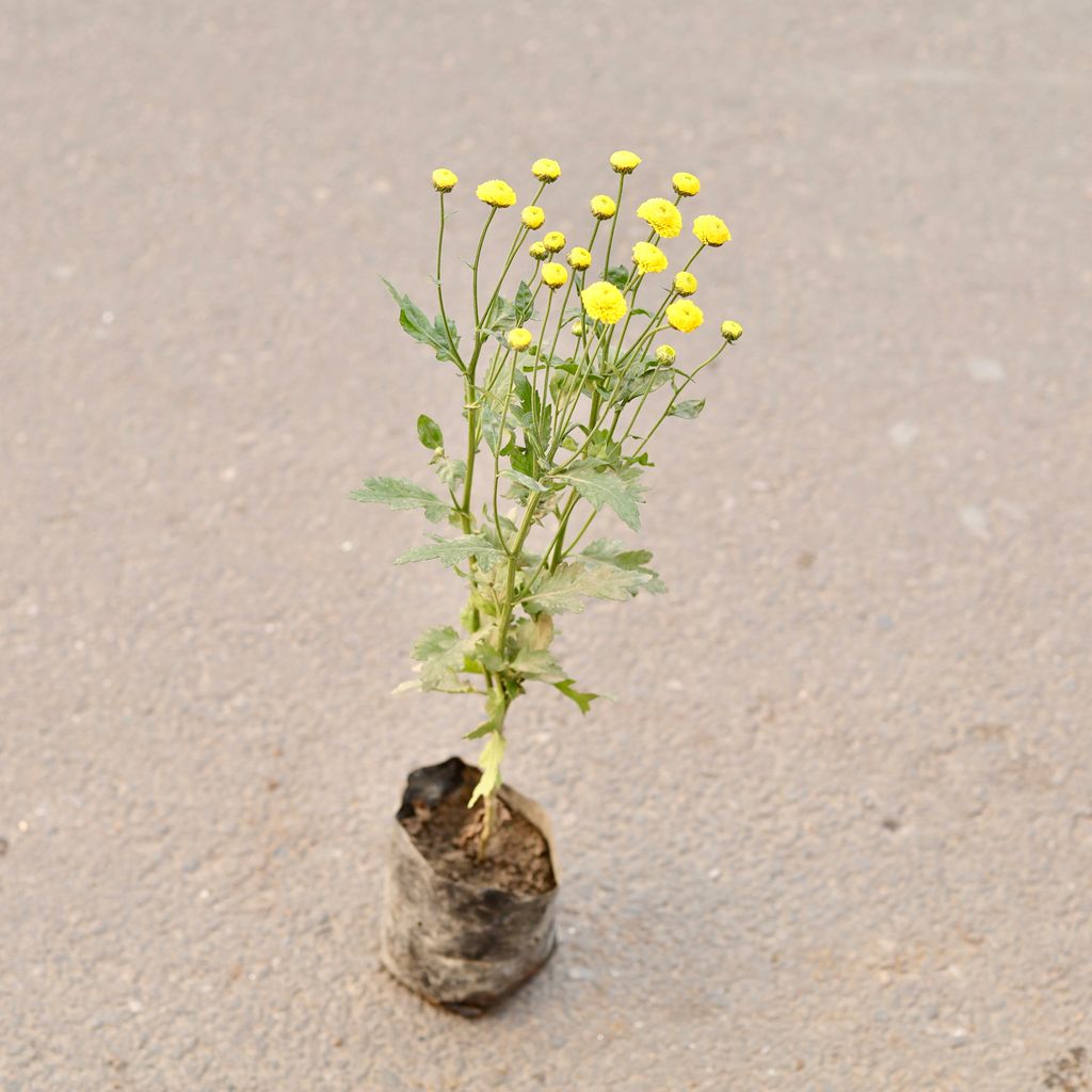 Chrysanthemum / Guldawari / Guldaudi (Any Colour) in 5 Inch Nursery Bag