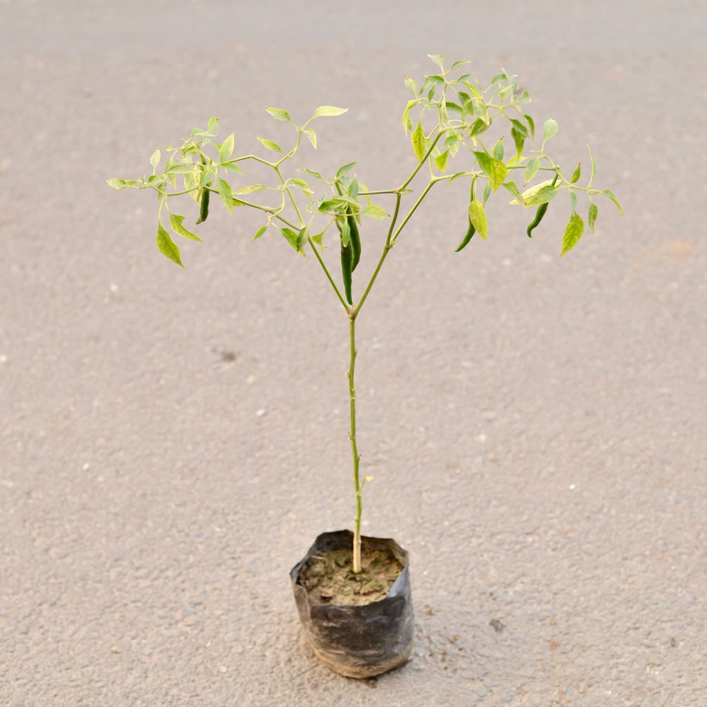 Green Chilli / Mirchi Plant in 5 Inch Nursery Bag