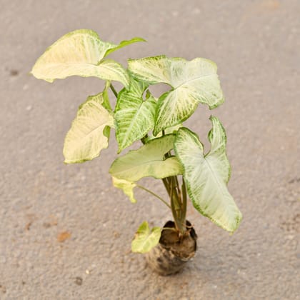 Buy Syngonium White Desi in 3 Inch Nursery Bag Online | Urvann.com