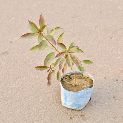 Buy Hamelia / Firebush (Any Colour) in 6 Inch Nursery Bag Online | Urvann.com