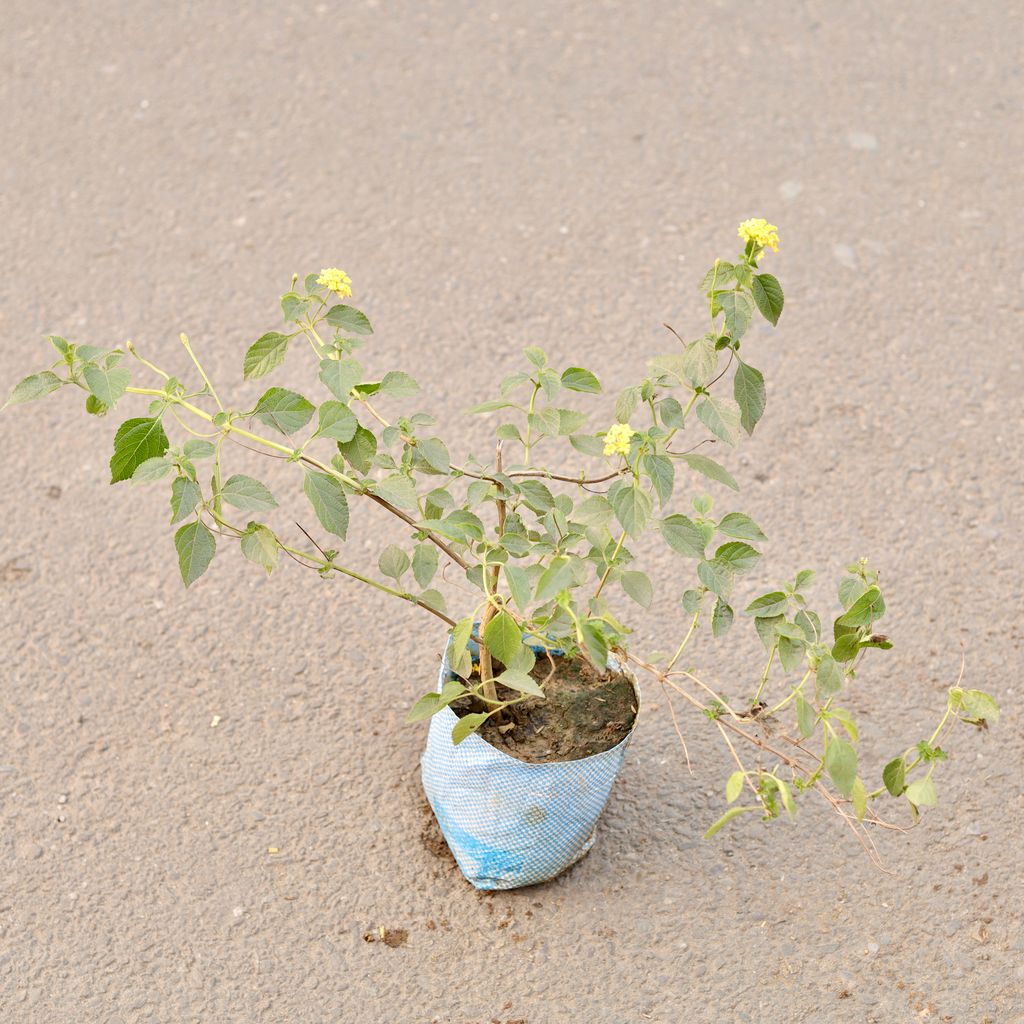 Lantana (Any Colour) in 6 Inch Nursery Bag