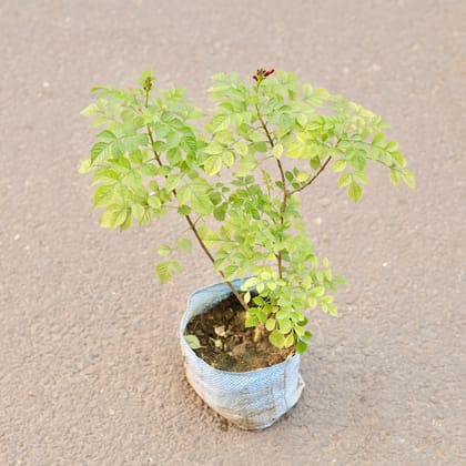 Buy Tecoma Capensis in 6 Inch Nursery Bag Online | Urvann.com