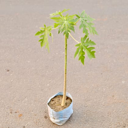 Buy Papaya / Papita  in 6 Inch Nursery Bag Online | Urvann.com