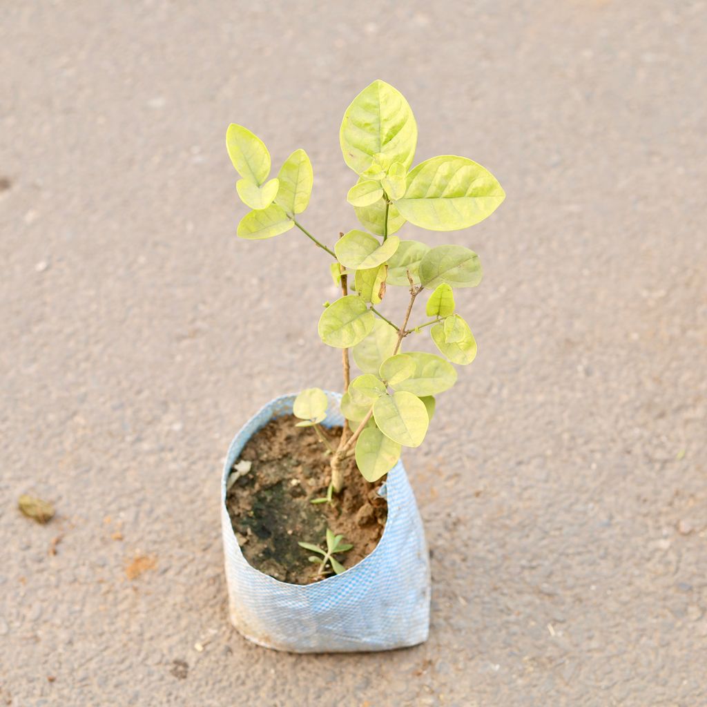 Mogra / Jasmine in 6 Inch Nursery Bag