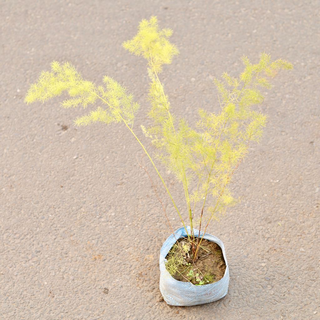 Shatavari / Asparagus Racemosus  in 6 Inch Nursery Bag