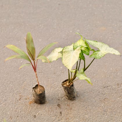 Buy Set Of 2 - Dracaena Kedarnath & Syngonium White Desi in 4 Inch Nursery Bag Online | Urvann.com