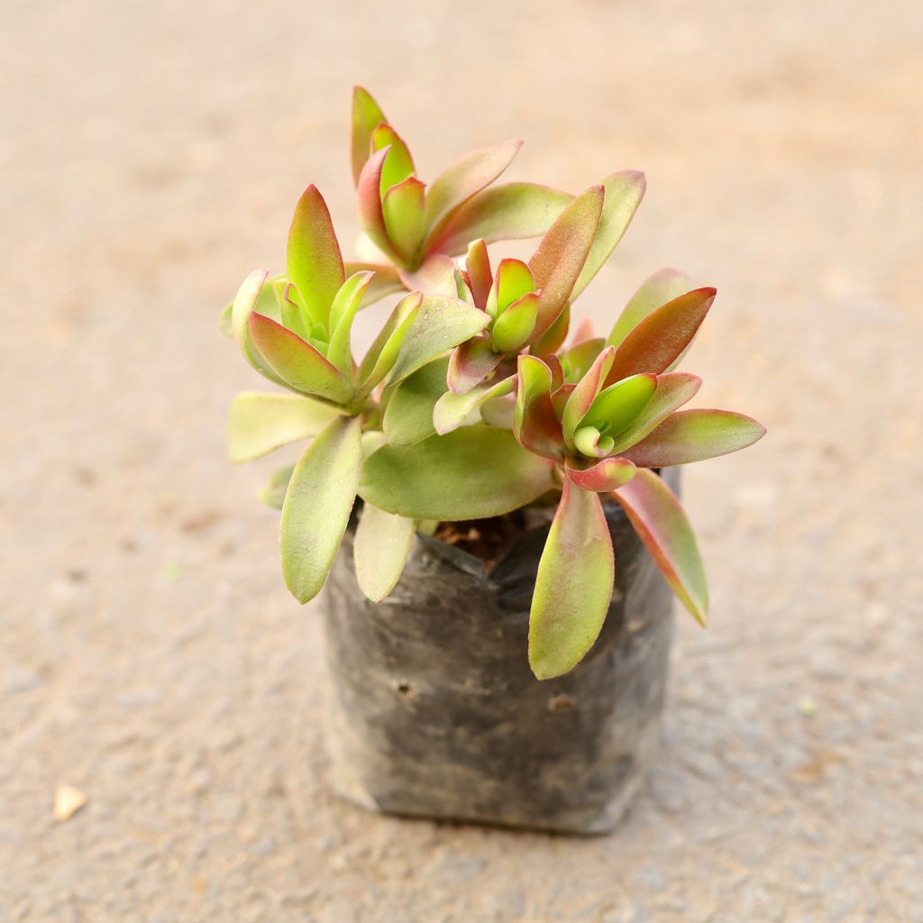 Crassula Campfire in 4 Inch Nursery Bag