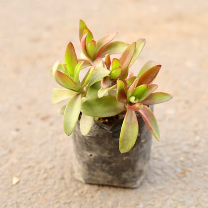 Buy Crassula Campfire in 4 Inch Nursery Bag Online | Urvann.com