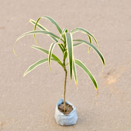 Buy Dracaena Jamaica in 4 Inch Nursery Bag Online | Urvann.com