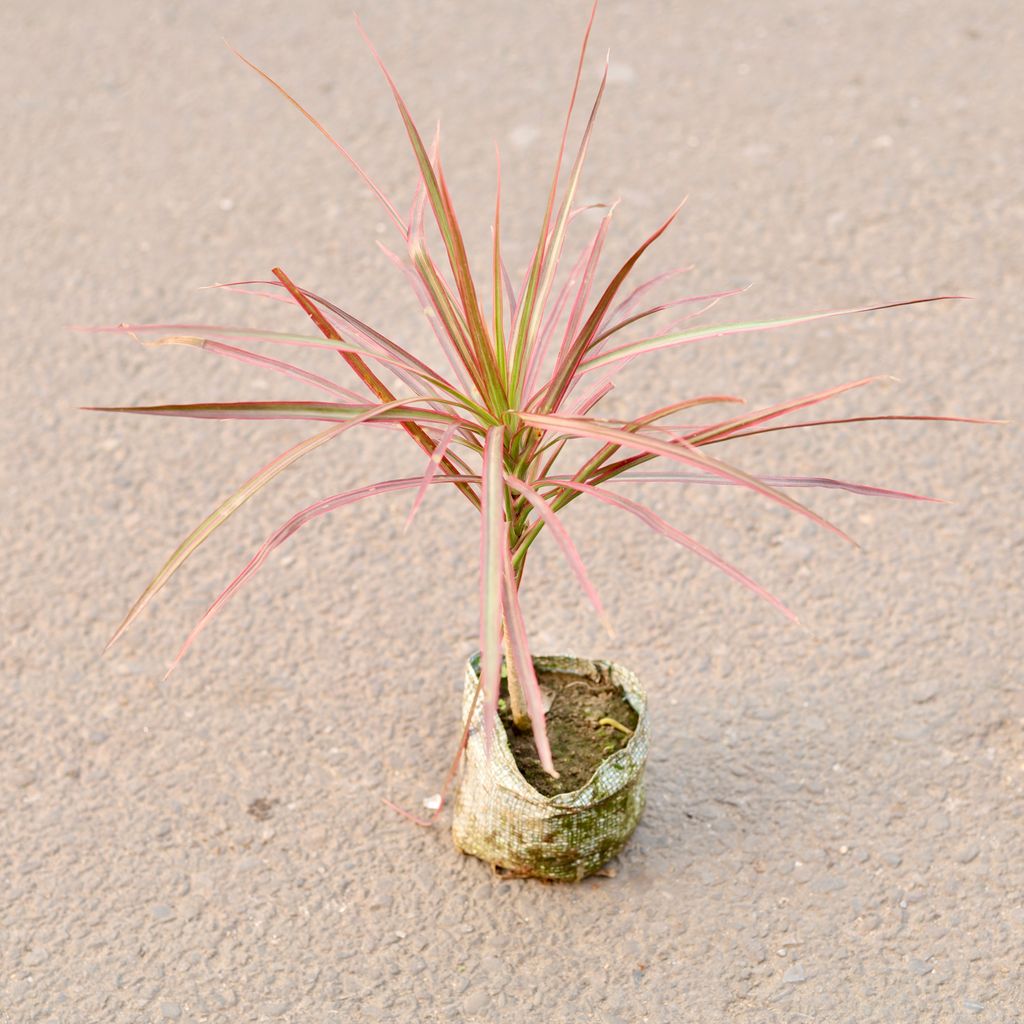 Dracaena Colorama / Marginata Red in 4 Inch Nursery Bag