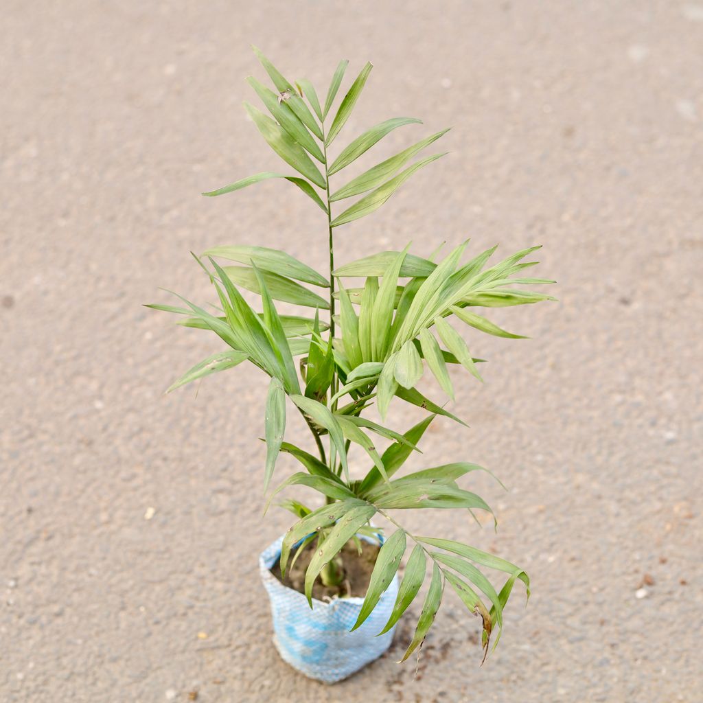 Chamaedorea Palm in 4 Inch Nursery Bag