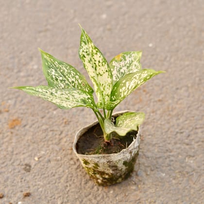 Buy Aglaonema Snow White in 4 Inch Nursery Bag Online | Urvann.com