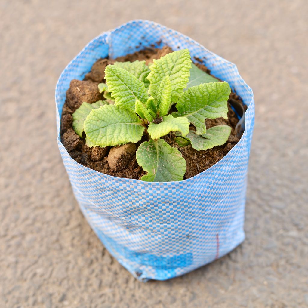 Prime / Primula Rose (Any Colour)  in 6 Inch Nursery Bag