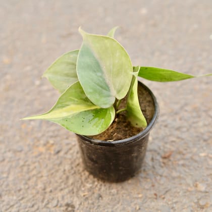 Buy Brazillian Oxycardium in 4 Inch Nursery Pot Online | Urvann.com