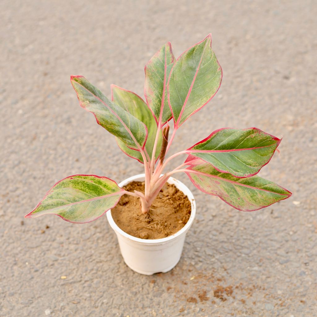 Aglaonema Lipstick in 4 Inch White Nursery Pot