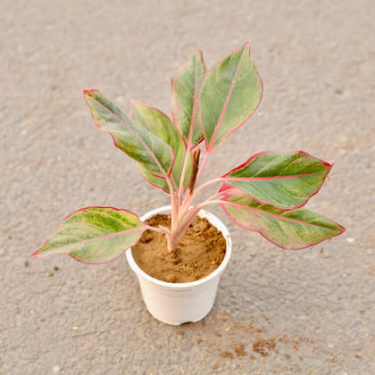 Buy Aglaonema Lipstick in 4 Inch White Nursery Pot Online | Urvann.com