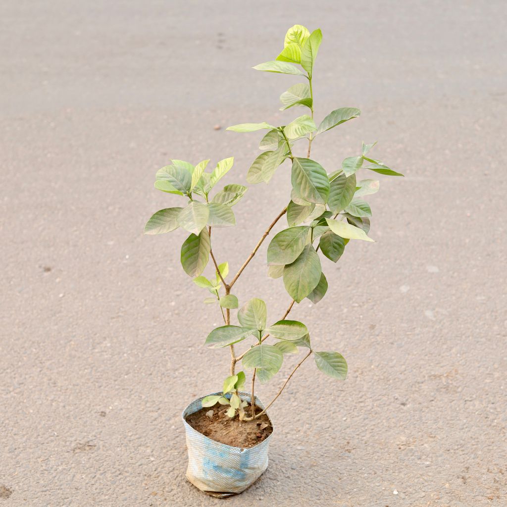 Gardenia / Gandhraaj (Any Colour) in 7 Inch Nursery Bag