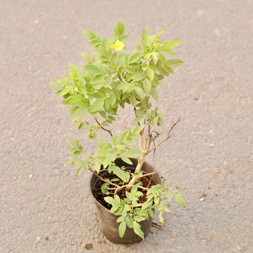 Tecoma Dwarf Yellow in 6 Inch Nursery Pot