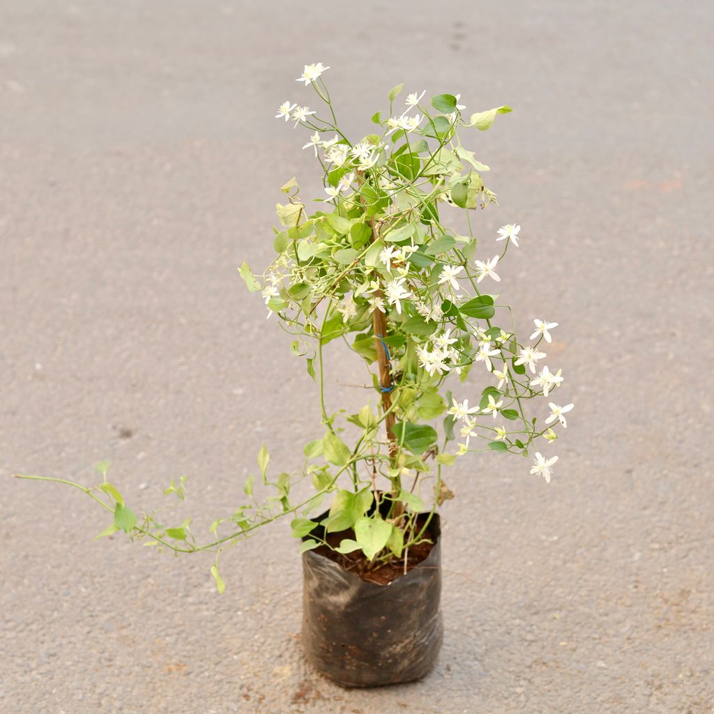 Star Jasmine in 8 Inch Nursery Bag