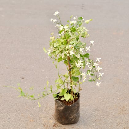 Buy Star Jasmine in 8 Inch Nursery Bag Online | Urvann.com